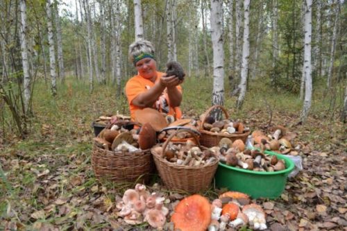 За грибами в Подмосковье: куда отправляться на тихую охоту и когда пойдут грибы в 2021 году