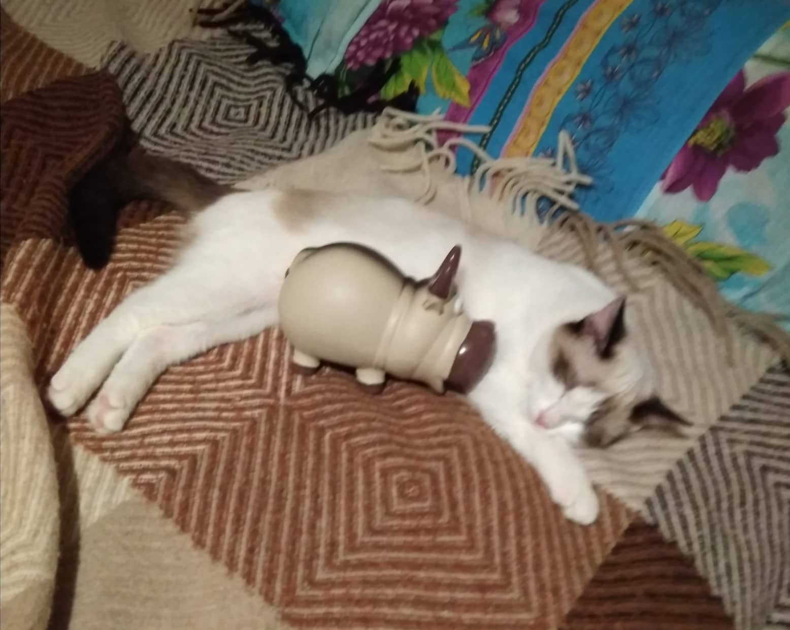 кошка отдыхает