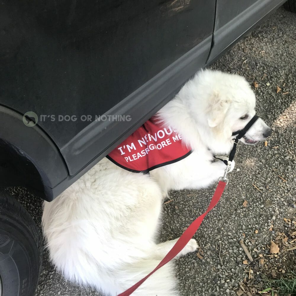 Nervous Great Pyrenees puppy wearing a vest. "I'm nervous. Please ignore me." - It's Dog or Nothing