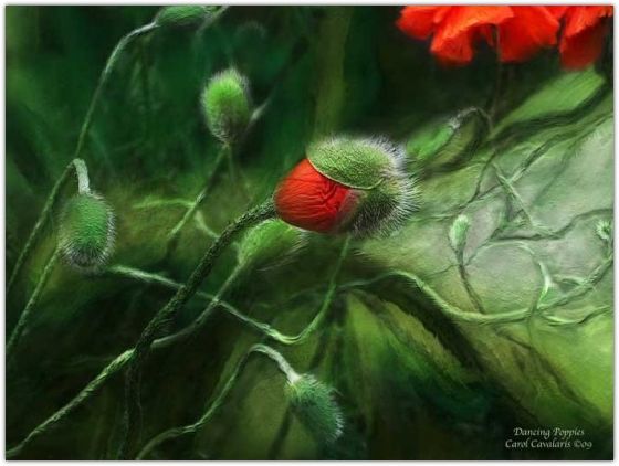 �������� �������� ����� ���������