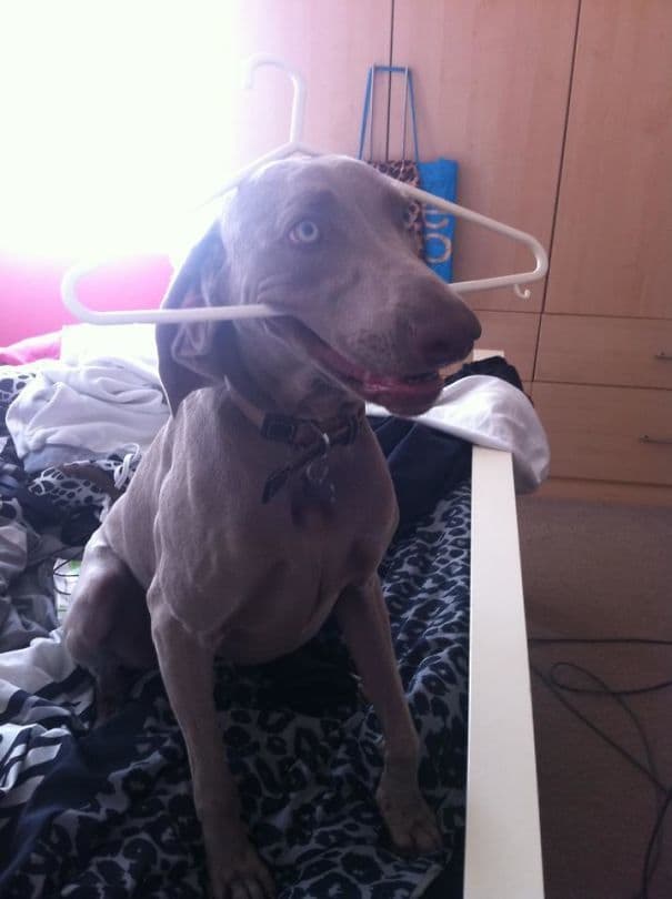 My Friend's Dog Is Adorably Stupid My Friend