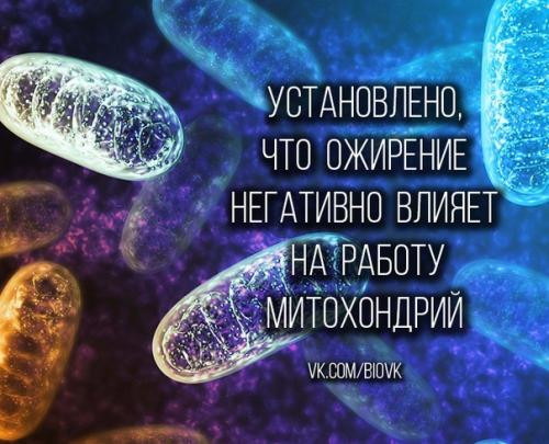 Ожирение и избыточный вес – это одна из самых распространенных проблем со здоровьем в мире.