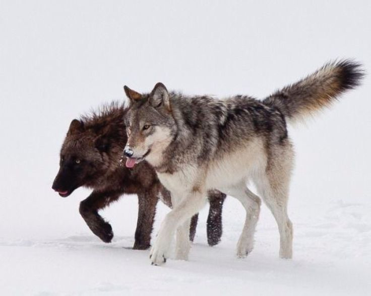 Интересно, что при выборе партнёра тёмные особи предпочитают светлых волков, и наоборот, светлым волкам нравятся более тёмные особи.  