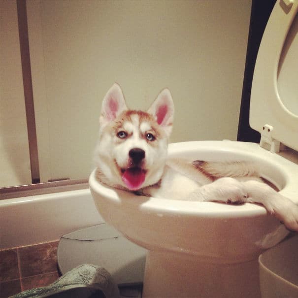 Left My Baby Husky Alone For A Minute, And I Come Back To This Left My Baby Husky Alone For A Minute, And I Come Back To This