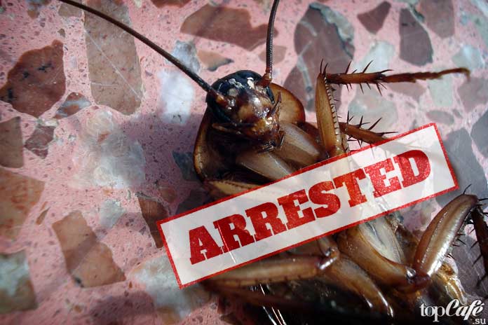 Ловушки своими руками, чтобы избавиться от тараканов