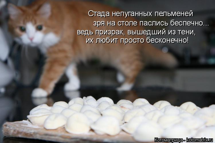 Котоматрица: Стада непуганных пельменей зря на столе паслись беспечно... ведь призрак, вышедший из тени, их любит просто бесконечно!