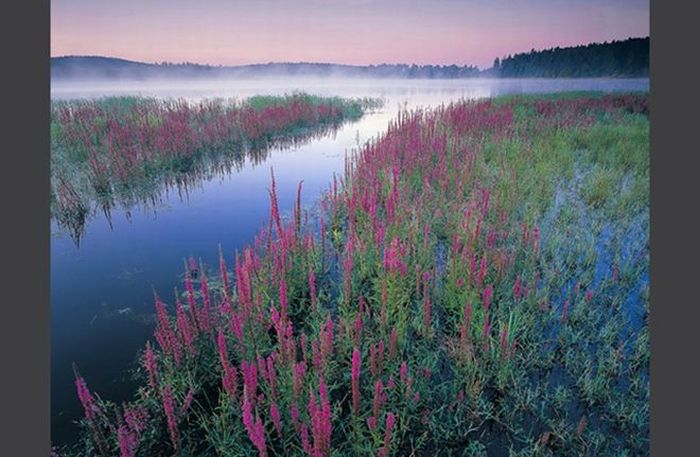 Красивая подборка фотографий животных и природы (67 фото)