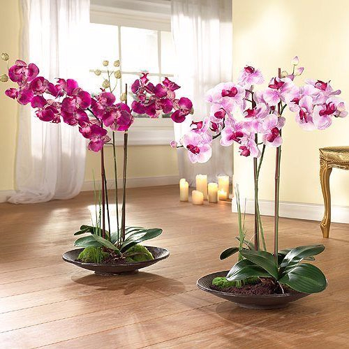 раведение орхидеи