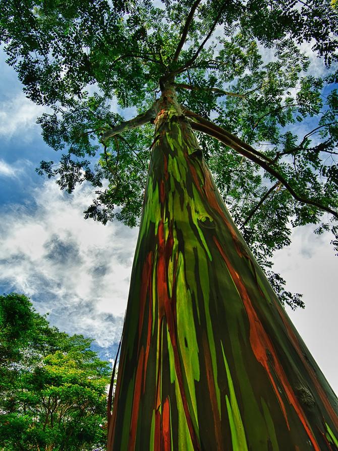 Яркие и необычные деревья со всего мира