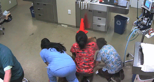 Зачетные и прикольные гифки из нашей жизни 