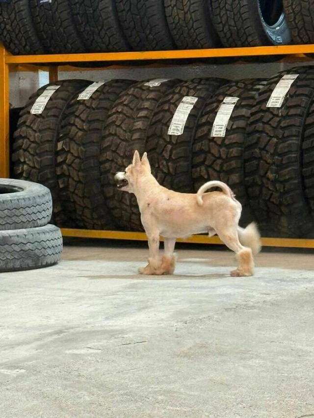 Очарование животных: моменты, которые заставляют улыбаться  