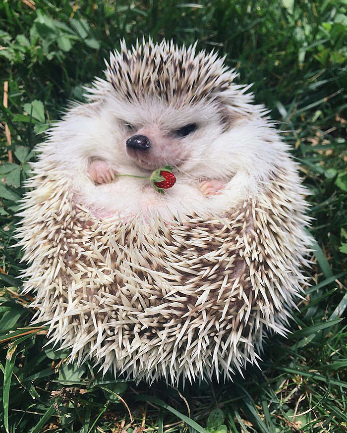 Cute Hedgehog