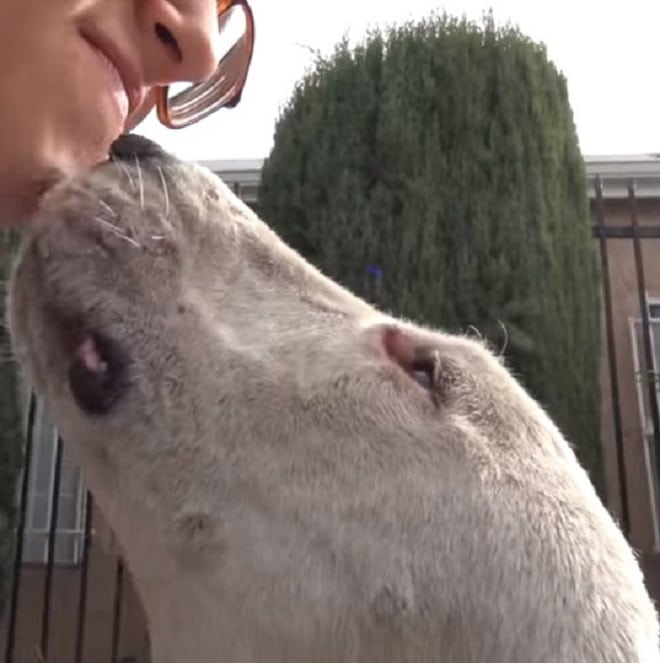 Собака целует девушку