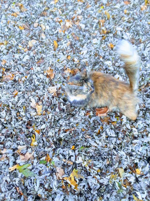 Девушка выпустила кота во дворе и вскоре тот «растворился» в куче с опавшей листвой не всё так грустно