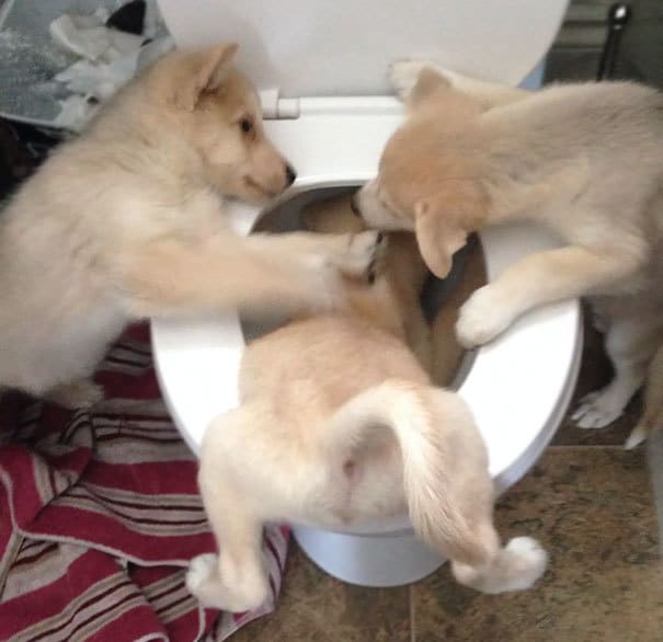 Walk In To Find These Two Trying To Drown Their Brother Walk In To Find These Two Trying To Drown Their Brother