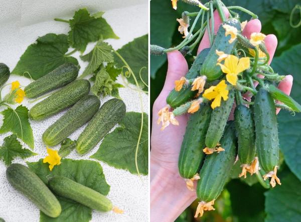 Какие сорта овощей можно выращивать на подоконнике?
