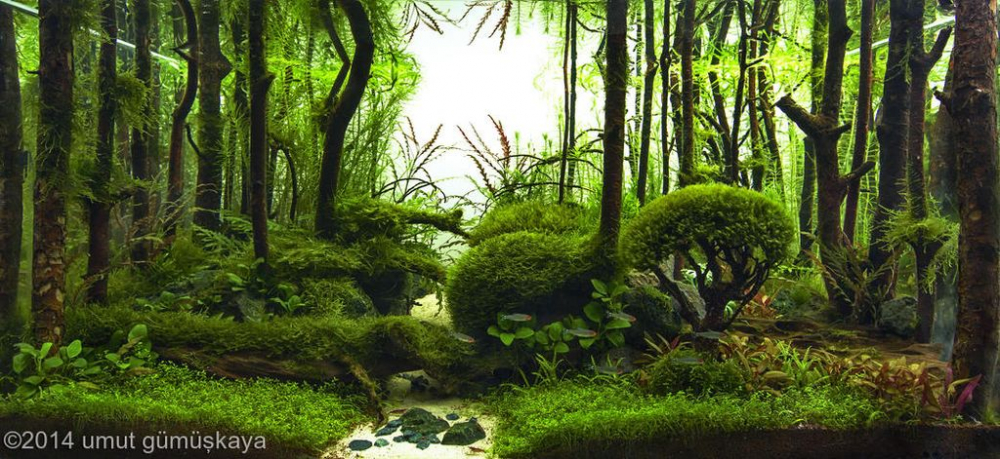 Аквариумные пейзажи - красота под водой Аквариумные пейзажи - красота под водой