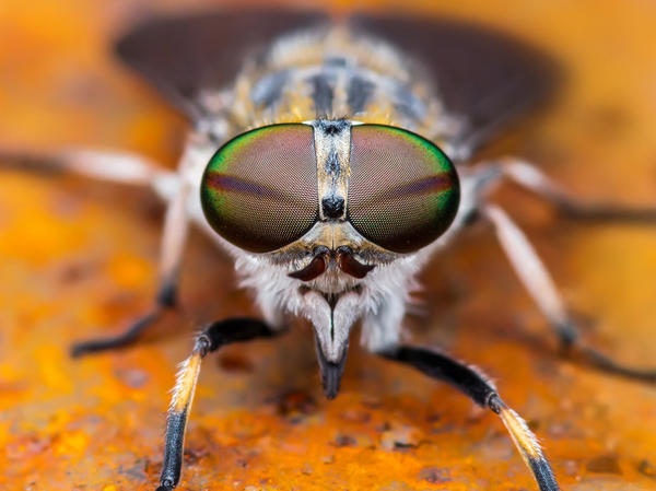 Какая муха тебя укусила? Насекомые, которые портят нам жизнь на даче может, могут, только, комаров, человека, укусы, Поэтому, комары, насекомых, случаях, лучше, других, можно, переносят, наших, стоит, аллергическую, другие, больнее, приходится