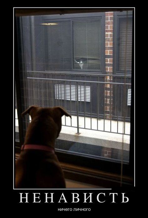 Демотиваторы выходного  дня 