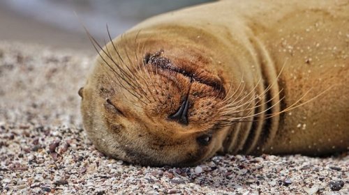 Детёныши морских львов в фотографиях Киннары Босуорт (12 фото)