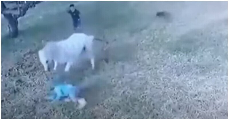 Нападение во сне. Лошадь атакует человека. Лошадь нападает на человека белая. Лошади нападают на людей.