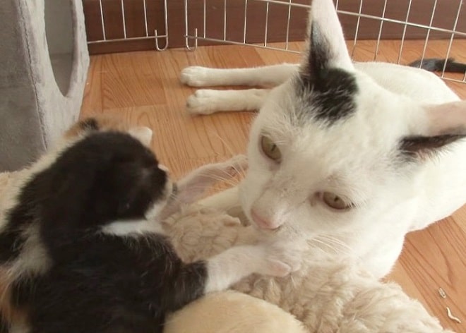 Кошка, которую увезли в приют, нашла дом и вернулась туда через год, но уже не одна Кошка, которую увезли в приют, нашла дом и вернулась туда через год, но уже не одна