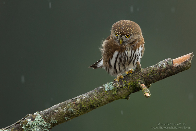 Охота в дождь. Автор фото: Альберто Гицци Паницца 500px, дикая природа, животные, красиво, фотографии