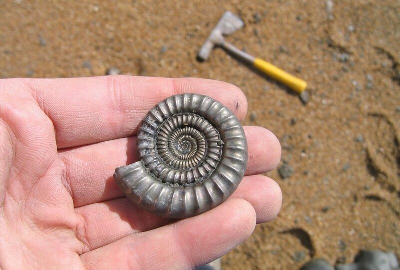 3. «Нашёл это ископаемое на английском пляже» в мире, вещи, интересно, находка, пляж, удивительно