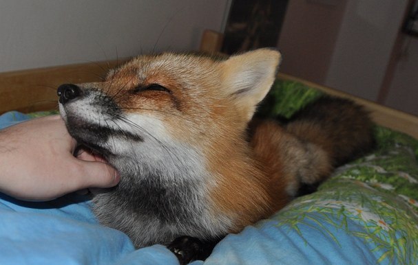 Парень спас лису от гибели, и вот какой она стала