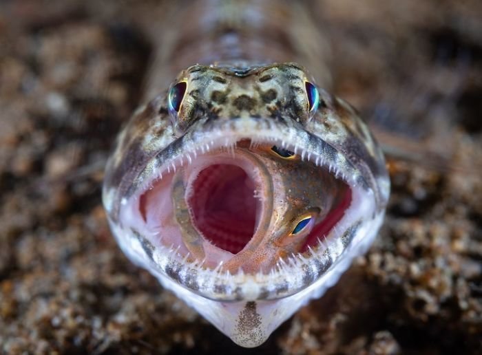 Этот мир продолжает нас удивлять: опубликованы лучшие фотографии премии National Geographic 2018 природа