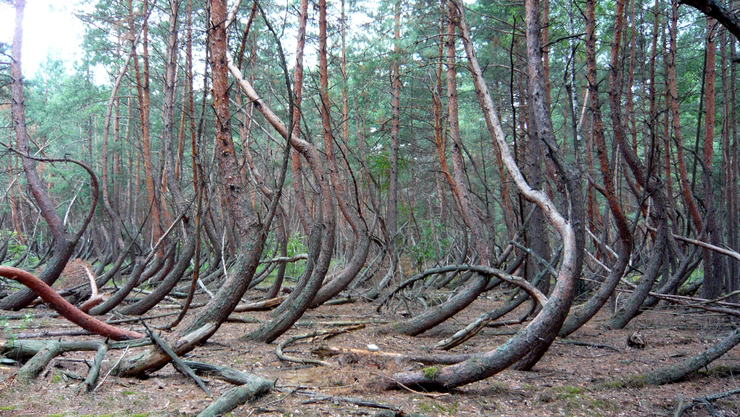 Кривой лес грыфино польша. Танцующий лес в польше. Кривой лес (crooked forest) польша. Кривой лес (crooked forest) польша. Танцующий лес в тырново.