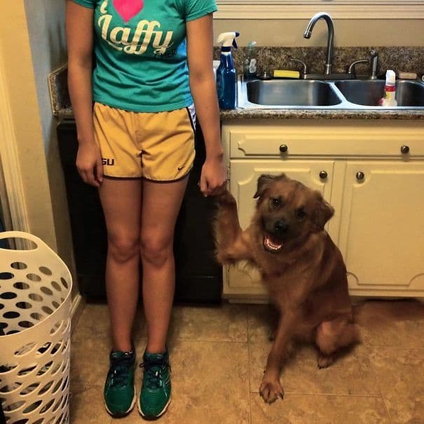 My Friend's Dog Has Been Clingy Since She Rescued Him As A Pup. Now He Follows Her Around And Paws At Her Until She Lets Him Hold Her Hand My Friend