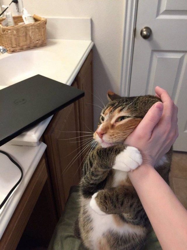 Приколы на любой вкус приколы,смешные картинки,юмор