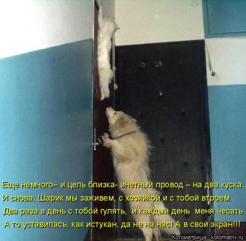 Свежая котоматрица (26 фото)