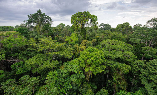 Двое школьников пошли гулять в джунгли Амазонки и вернулись домой только через 2 месяца Культура
