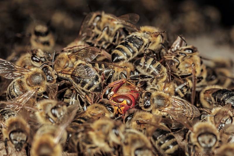 Тайны диких пчел