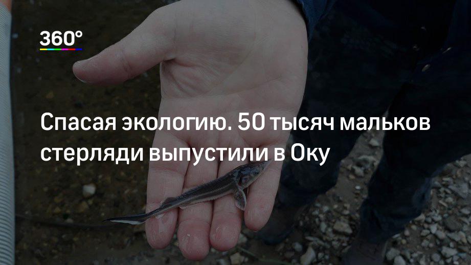 Спасая экологию. 50 тысяч мальков стерляди выпустили в Оку