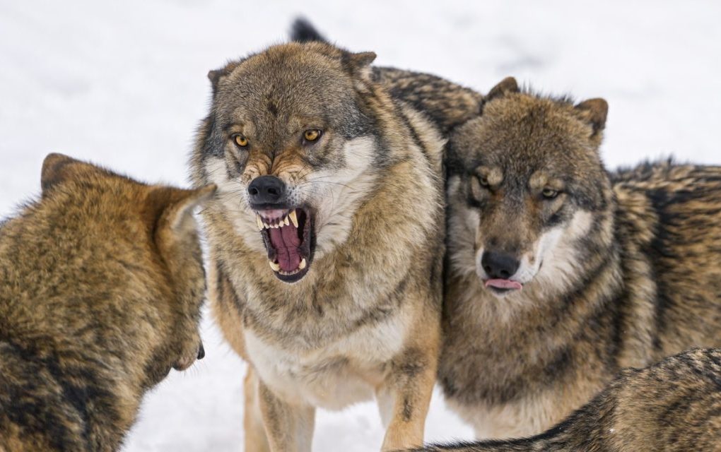 В Колорадо проголосовали за возврат волков