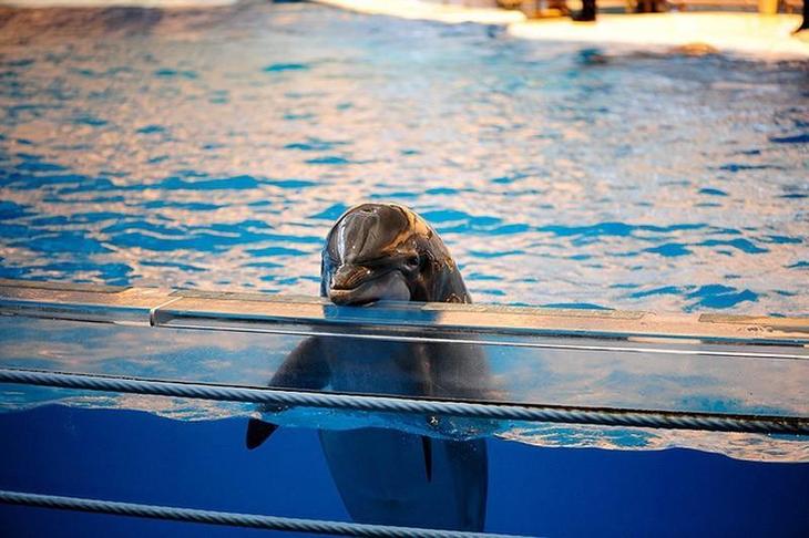 Самые удивительные факты о дельфинах супер