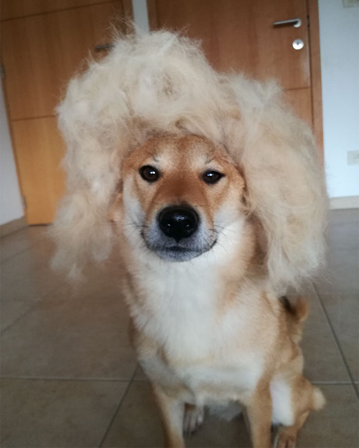 dog-hair-wig-shiba-sumi-3