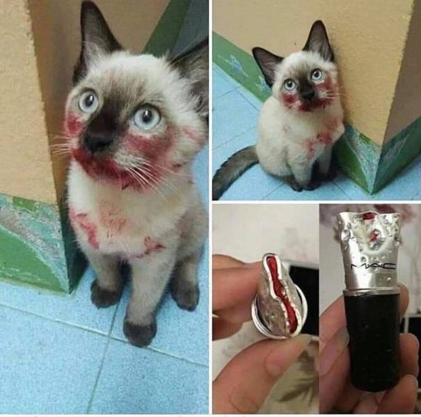 Подборка прикольных картинок  приколы,смешные картинки,юмор