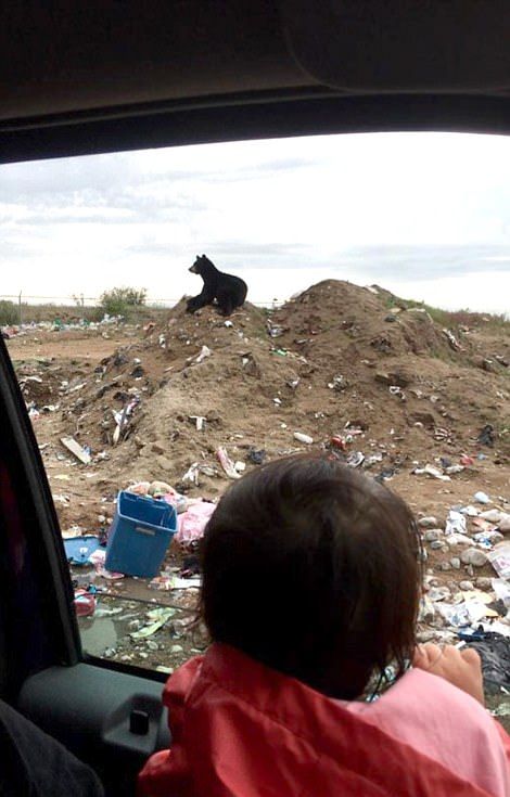 Медведь комфортно устроился на выброшенном диване