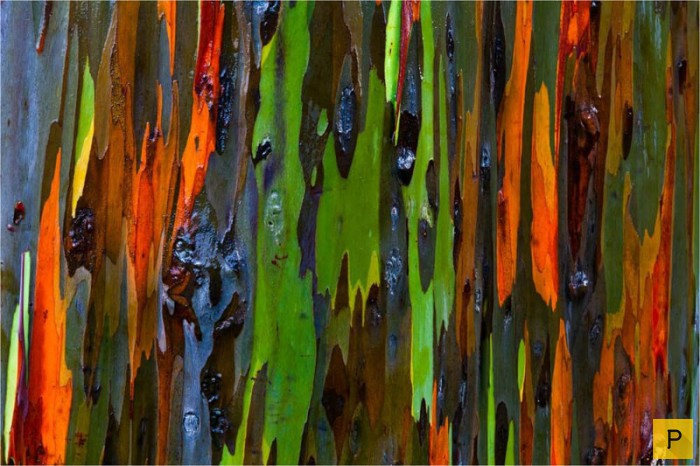 Топ 15: Самые странные растения на Земле (16 фото)