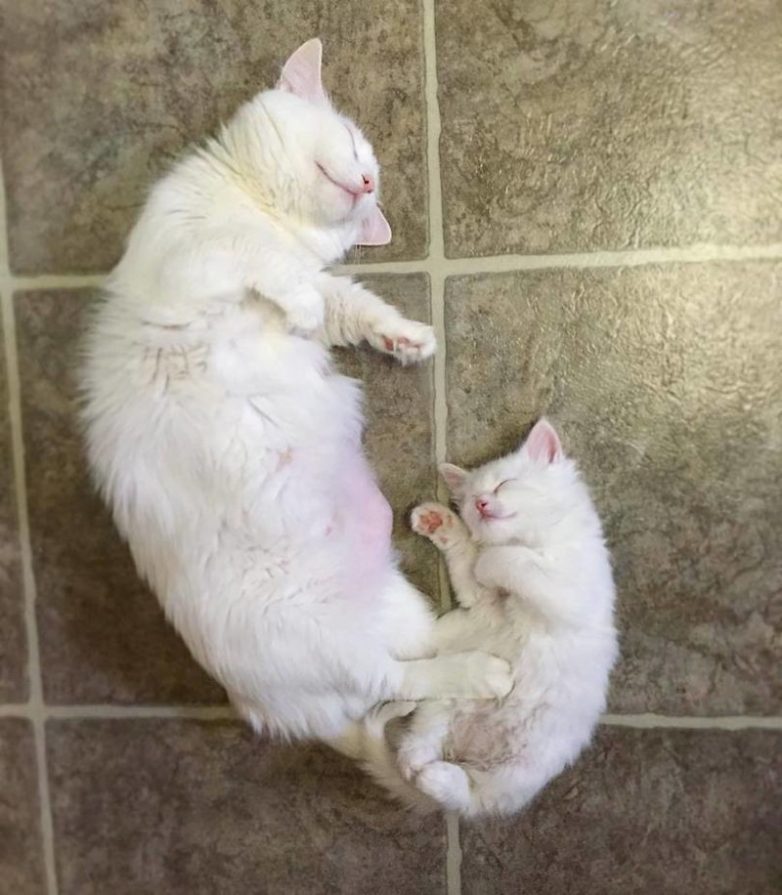 Животные, которые заставят вас улыбнуться