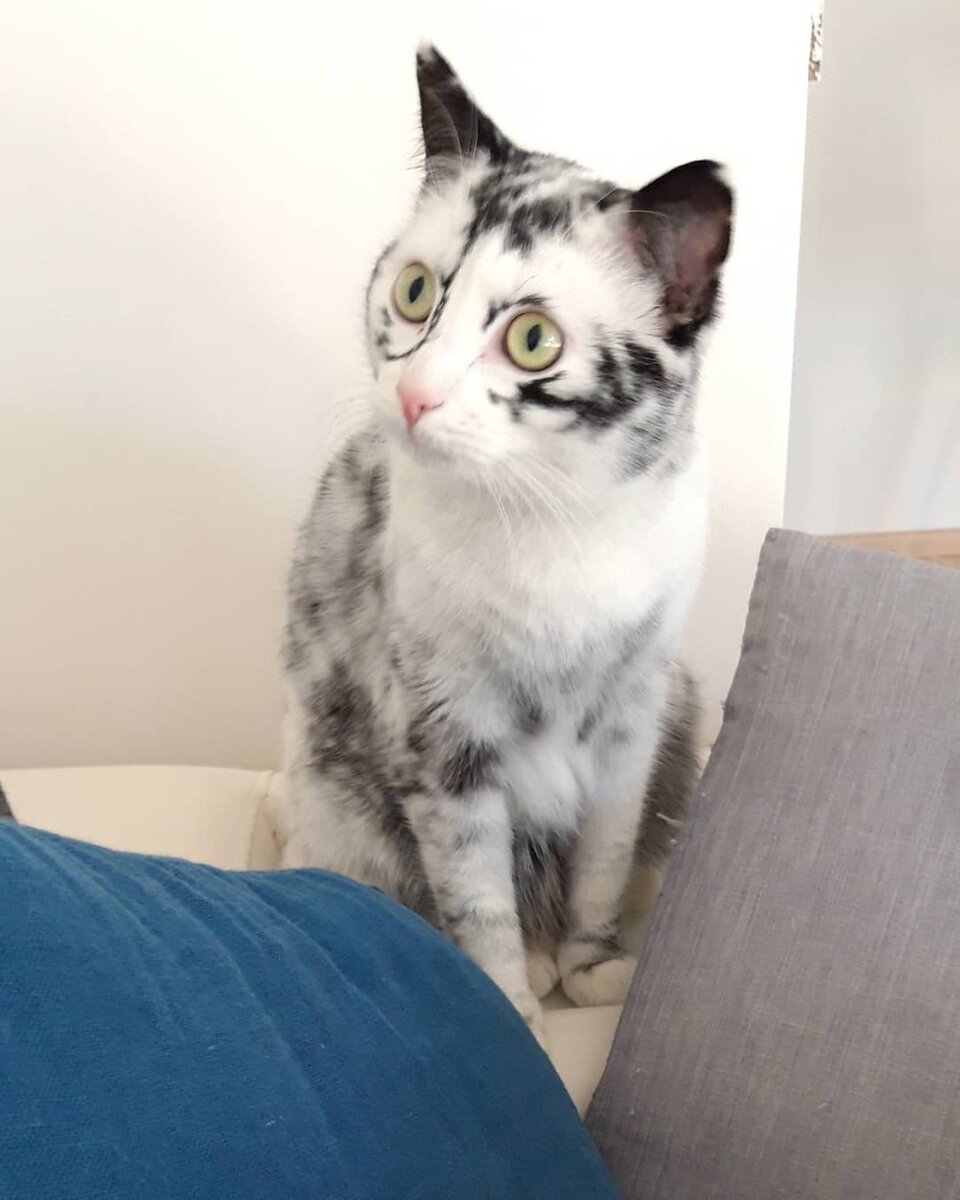 Женщина спасла двух черных котят, а один взял и побелел Женщина спасла двух черных котят, а один взял и побелел