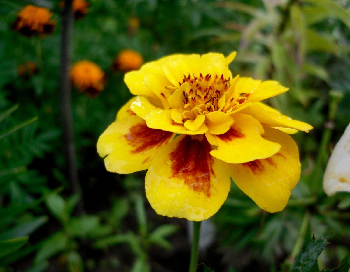 6 самых красивых цветов, которые украсят ваш осенний сад 6 самых красивых цветов, которые украсят ваш осенний сад дача,сад и огород,цветоводство,цветы