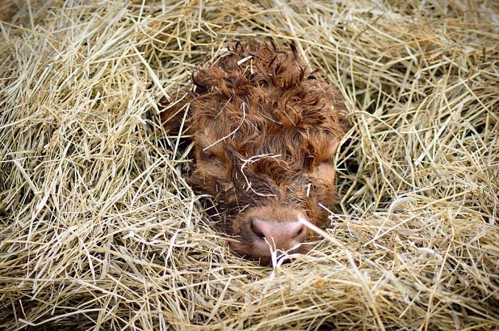 Cute-Baby-Highland-Cattle-Calves