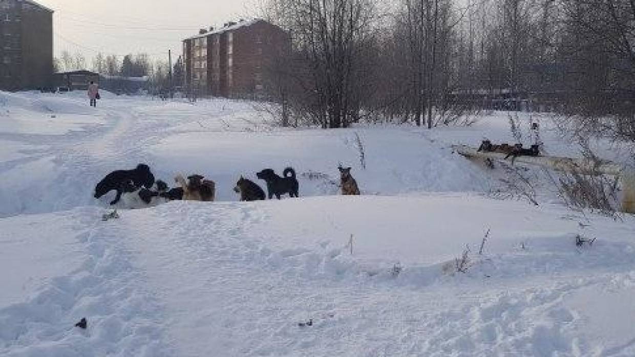 Стая собак едва не растерзала девочку на Чукотке