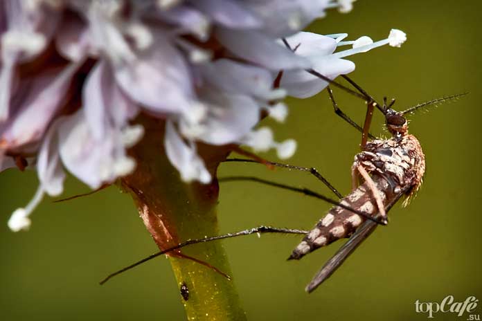 Самые опасные комары: Подведём итог