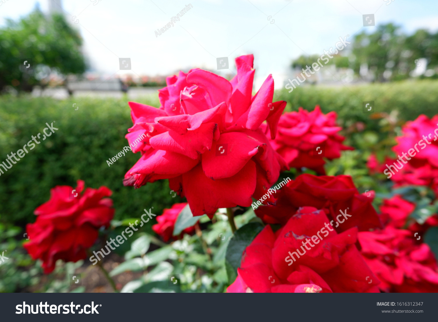 Several fresh pink blooming roses on rose bush close up view